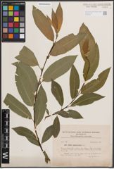 Foto von Salix daphnoides Vill.